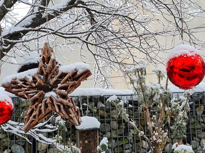 Weihnachtsstern Natur